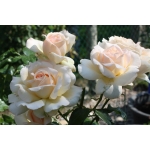 Chandos Beauty (Чандос Бьюті)